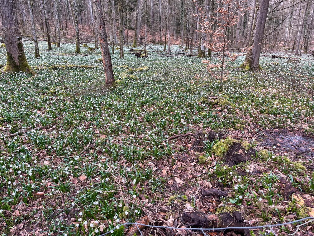 23-03-12 15-36-19 4807